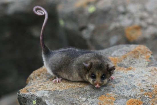 Mountain Possum Magical Mountains Pippy Possum