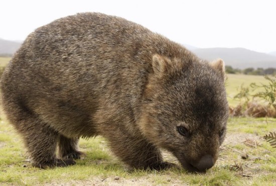 Willy Wombat Magical Mountains Willy Wombat