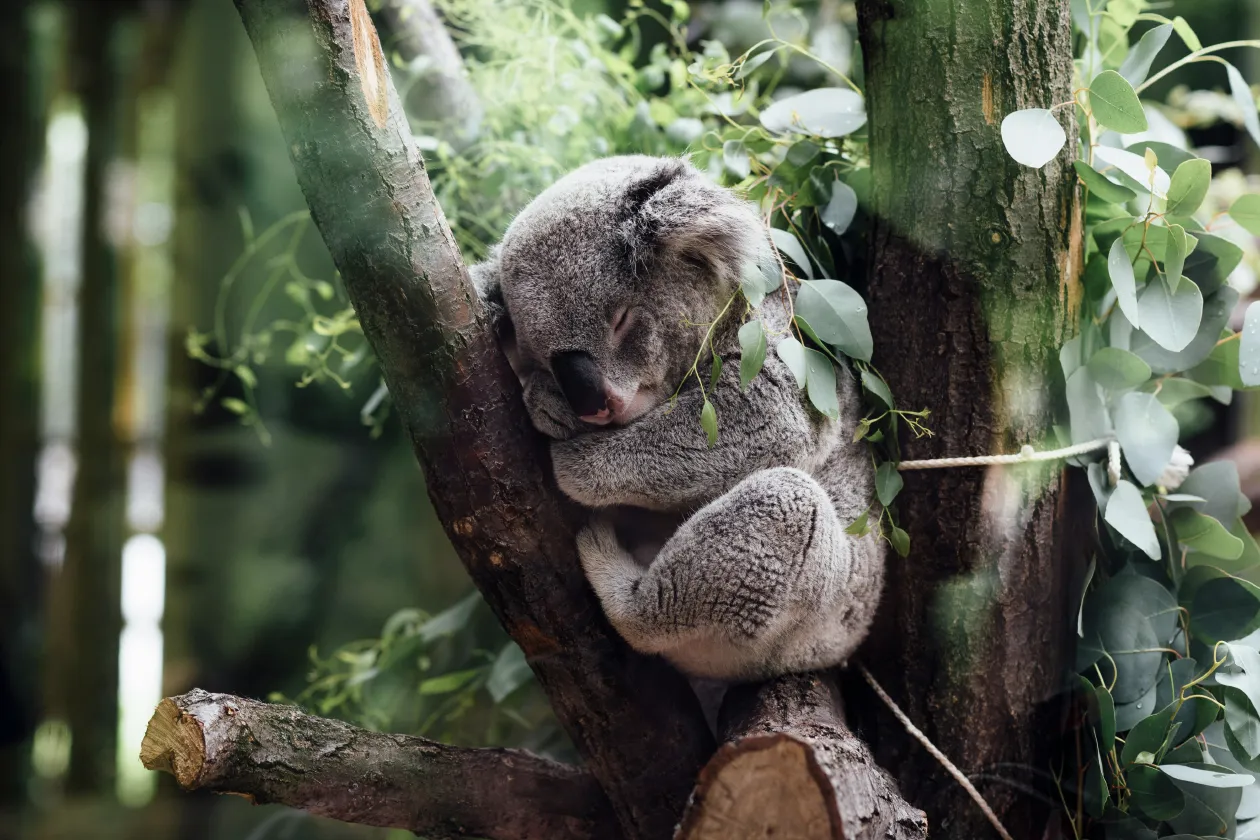 Magical Mountains Stewie Koala